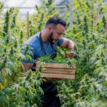 A man carefully harvesting cannabis plants in a greenhouse