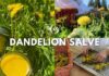 DIY Healing Dandelion Salve with Anti-Inflammatory