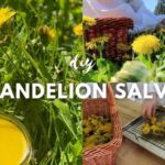 DIY Healing Dandelion Salve with Anti-Inflammatory
