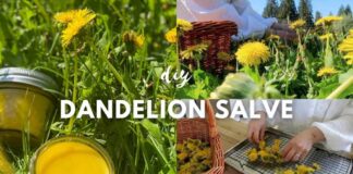 DIY Healing Dandelion Salve with Anti-Inflammatory
