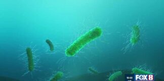 What causes vibrio vulnificus flesh-eating bacteria?