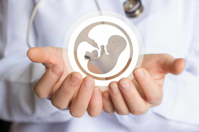 Healthcare professional holding a symbol representing fetal development