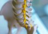 Close-up of a spine model highlighting the vertebrae and spinal cord
