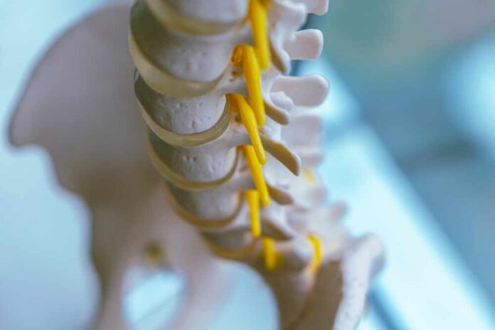 Human,Spine,Props,With,Spinal,Nerve,Innervation,And,Blood,Vessels Close-up of a spine model highlighting the vertebrae and spinal cord
