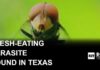 Flesh-Eating Fly Breaches Texas Flesh-eating New World screwworm found in Texas calf, USDA says