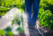 Popular Pesticide Tied To Parkinson’s Surge A farmer spraying pesticide on green plants in a field