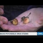 FDA fast-tracks review of psychedelic drugs for mental health treatment