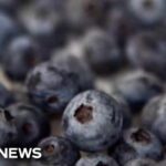 FDA upgrades frozen berry recall to highest risk level