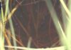 Neuroinvasive case of mosquito-borne disease in Utah
