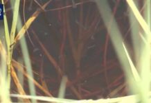 Rare Neuroinvasive Case of Mosquito-borne Disease in Utah Neuroinvasive case of mosquito-borne disease in Utah