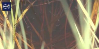 Neuroinvasive case of mosquito-borne disease in Utah