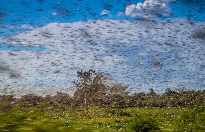 shutterstock_550379935 Swarm of locusts over a green field