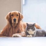 Golden retriever and gray cat lying on floor