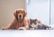Pet Ownership and Its Impact on Well-Being Golden retriever and gray cat lying on floor