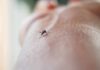 Mosquito on human skin