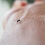 Mosquito on human skin
