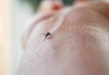 Mosquito on human skin