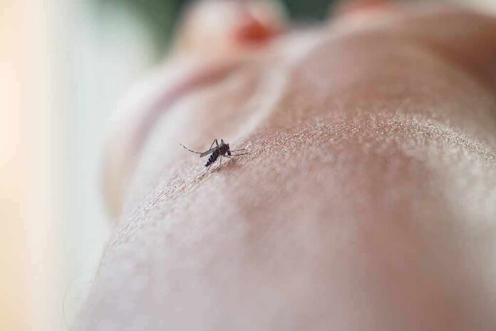 Mosquito on human skin
